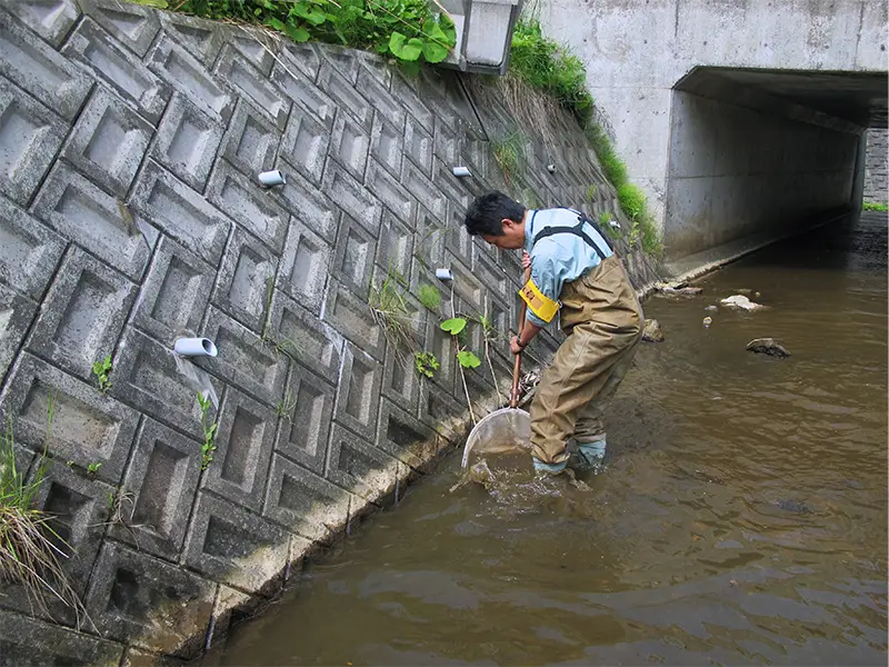魚類調査